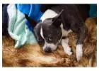 Find the Best Pet Grooming Services Near You