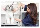 Best Mobile pet grooming service in Riverland