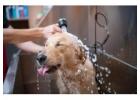 Best Dog Grooming Services in Doughiska