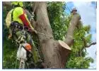 Best Tree Services in Abbotsford