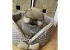 Pomeranian Pup Te Koop – Schattig, Gezond en Betaalbaar