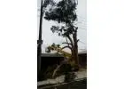 Emergency Tree Removal Mount Annan