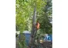 Tree Cutting Sydney | Charles Tree Services