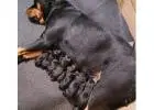 German Rottweiler Puppies – Big & Confident
