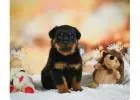 Buy German Rottweilers – Protective & Healthy