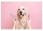 Best Dog grooming service in Huntley