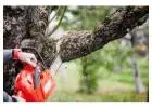 Best Tree Trimming service in Slater