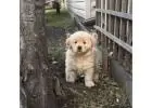 Golden Retriever Puppies – Adopt or Buy Today