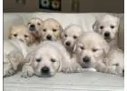 Golden Retriever Pups for Sale – Healthy & Loving