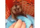 Buy Marmoset Monkeys – Social & Healthy