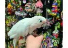 Friendly Cockatoos for Sale – Beautiful & Smart