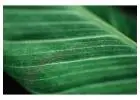 Buy Green Sun Shade Net – UV-Protected & Weather-Resistant