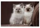 Buy Ragdoll Cats – Purebred & Fluffy