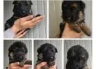 Buy German Shepherds – Strong & Trainable