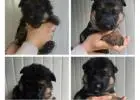German Shepherd Dogs for Sale – Smart & Obedient