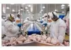 Buy Halal Frozen Chicken from Brazil