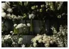 Best service for Flowers in Devonport