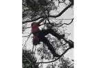 Tree Pruning North Shore | Sam's Tree Services North Shore
