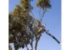 Best Tree Services in Trinity Park