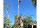 Best Tree Lopping in Carramar