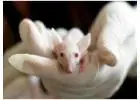 Rodent Removal Services Melbourne