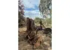 Best Tree Services in Mount Evelyn