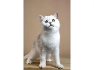 British Shorthair Kitten for Sale – Health Guarantee + Champion Lineage British Shorthair Kitten for Sale – Health Guarantee + Champion Lineage