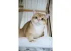 Show Quality British Shorthair Male, Black Golden