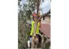 Best service for Tree Removals in Sheldon
