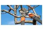 Best Tree Pruning service in Canby
