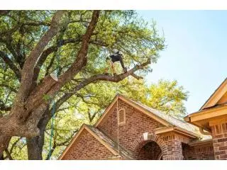 Tree Trimming & Removal Services Tree Trimming & Removal Services