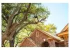 Tree Trimming & Removal Services