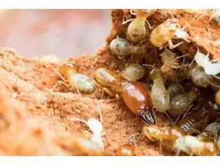 Best Termite Control Service in Redland Bay Best Termite Control Service in Redland Bay