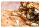 Best Termite Control Service in Redland Bay