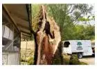 Emergency Tree Service​ Petaluma