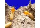 Termite Control Sydney | Knockdown Pest Control