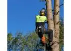 Best Arborist in Weeaproinah