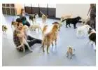 Best Doggy Daycare in Harrison