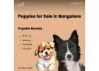 Best Puppies for Sale in Bangalore | Aubree