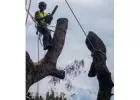 Best Tree Removals service in Cranbourne