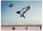 Reliable Bird Control Services Near Me for Long-Lasting Protection
