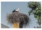 Safe and Quick Bird Nest Removal Service Near Me