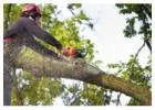 Best Tree Removal in Wildmill