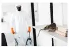 Professional Rodent Control for a Healthier Home