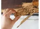 Expert Termite Control