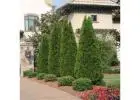 Buy Techny Arborvitae Trees | Planting & Warranty