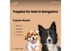 Premium Yorkshire Terrier and Toy Pomeranian Puppies for Sale in Bangalore – Aubree.co.in