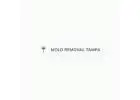 Mold Removal Tampa