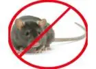 Best Rodent Control in Peel Village