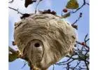 Best Wasp Nest Removal in Shephall